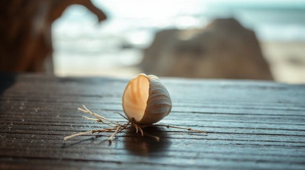Discover Unique Shell Rings: A Stylish Choice for Ocean Fans